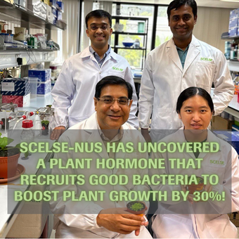 SCELSE-NUS has uncovered a plant hormone that recruits good bacteria to boost plant growth by 30%!