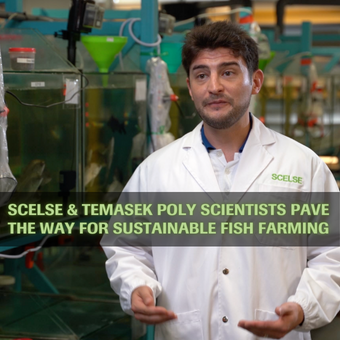 SCELSE and Temasek Polytechnic scientists replace fishmeal in aquaculture with microbial protein derived from soybean processing wastewater