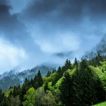 Podcast: climate change and the coevolution of infectious diseases