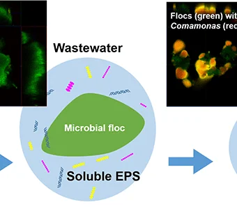 Finding the missing factor in wastewater treatment