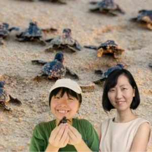 Unveiling the mysteries of hawksbill turtles in its DNA