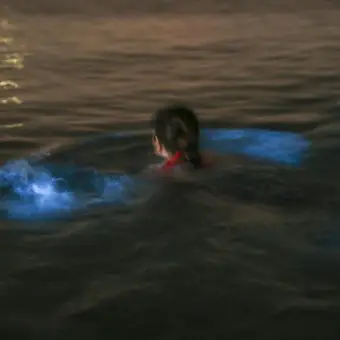 Rare bioluminescent algae put on light show in Singapore’s waters